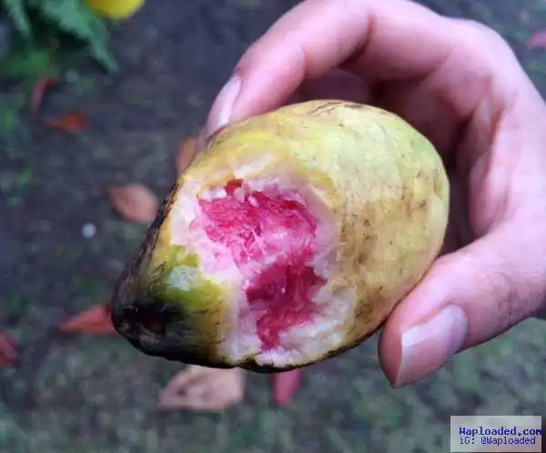 Who Knows The Real Name Of This Fruit? Get In Here